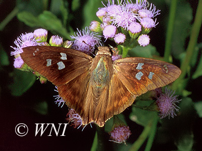 Hammock Skipper (Polygonus leo)